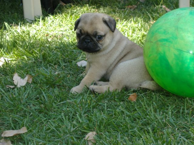 pug available. - Perth - Dogs for sale, puppies for sale, Perth - 39238