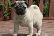 Healthy pug pups for rehoming 