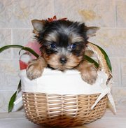 Two Gorgeouse Yorkie Puppies 