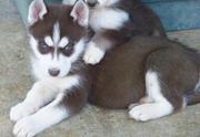 Cute and Adorable Husky Puppies For Adoption
