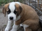 ready and available saint bernard puppies for sale