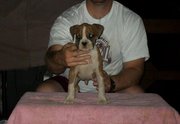 well trained boxer puppies for sale