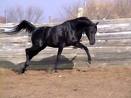 a cute and lovin stallion horse to give a caring family