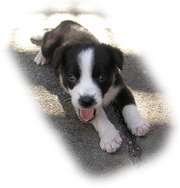 adorable cute lovely border collies puppies for sale