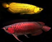 Chili Red Super Red Arowanas Available