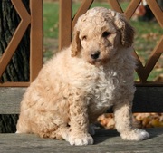Home Goldendoodle Puppies For Sale Now