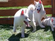  male and female siberian husky puppies for sale 