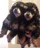 TOY POODLE PUPS PUREBRED PHANTOM MALES