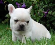 Healthy french bull dog puppies for adoption