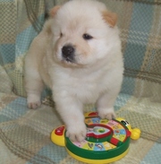 Adorable Chow Chow Puppies For Sale $500
