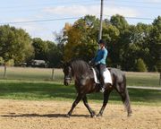 Talented Mare Friesian Horse