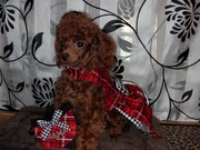 Red toy poodle puppies due dec2013 and jan2014 