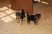 well trained yorkie puppies for adoption