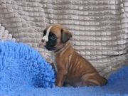 Stunning Boxer puppies for sale 