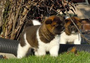Good ANKC register Akita puppies for sale 