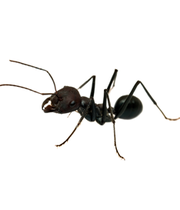 Ants Removal and Pest Control