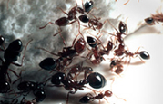 Provide Ant Pest Control Treatment at Perth 