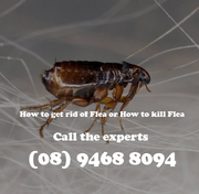 Find Best Flea Control in Perth