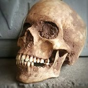 Human Skulls and bones for sale 
