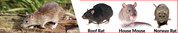 Rat Removal Ascot Services