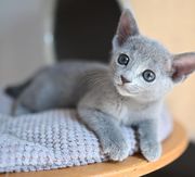 pure breed russian blue kitten