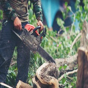 Professional Tree Cutting Services in Perth