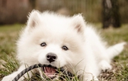 Samoyed Puppies For Lovely Homes