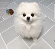 Pomeranian puppy 