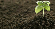 Organic Fertiliser Available Now – Safe for Veggies,  Fruits,  and Flowe