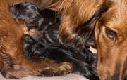 Mini long Dachshund puppies