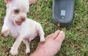 Purebred chihuahua puppies