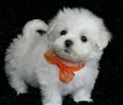 Shih+tzu+maltese+puppies+for+sale+perth