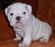 two Cute and lovely English Bulldog Puppies for Free Adoption