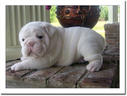 Charming Bulldog Puppies Available