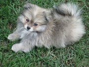 WANTED PLEASE POMERANIAN PUP OR SHIH - Tzu OR ANY SMALL DOG FOR FAMILY