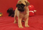 CUTE PUG PUPPIES FOR SALE