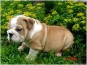 Healthy English Bulldog puppies (amnell.grace@yahoo.com)