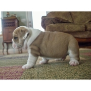 Cute English Bulldog Puppies for Adoption $200