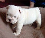 AKC Registered English Bulldog Puppies For Adoption