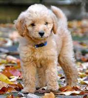 christmas labradoodle puppy for sale
