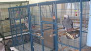 DNA PROVEN MALE AND FEMALE CONGO GREY PARROTS WITH LARGE CAGE